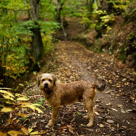 Casa Boral- Comfort Exclusivo En Plena Naturaleza - Valle Del Silencio Casa de Férias Manzanedo de Valdueza