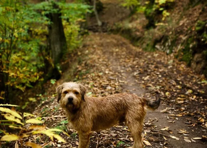 Casa Boral- Comfort Exclusivo En Plena Naturaleza - Valle Del Silencio Vakantiehuis Manzanedo de Valdueza